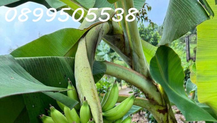 Bán đất vườn chính chủ vị trí đẹp giá ưu đãi tiềm năng sinh lời cao