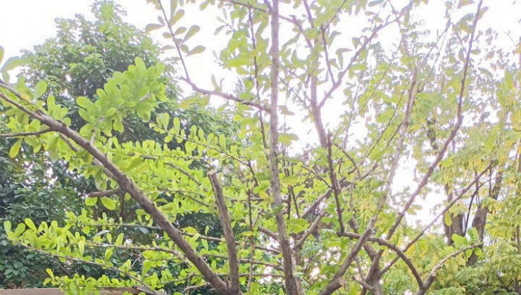 CHO THUÊ BIỆT THỰ GIÁ RẺ TẠI AN KHÁNH, HOÀI ĐỨC, HÀ NỘI