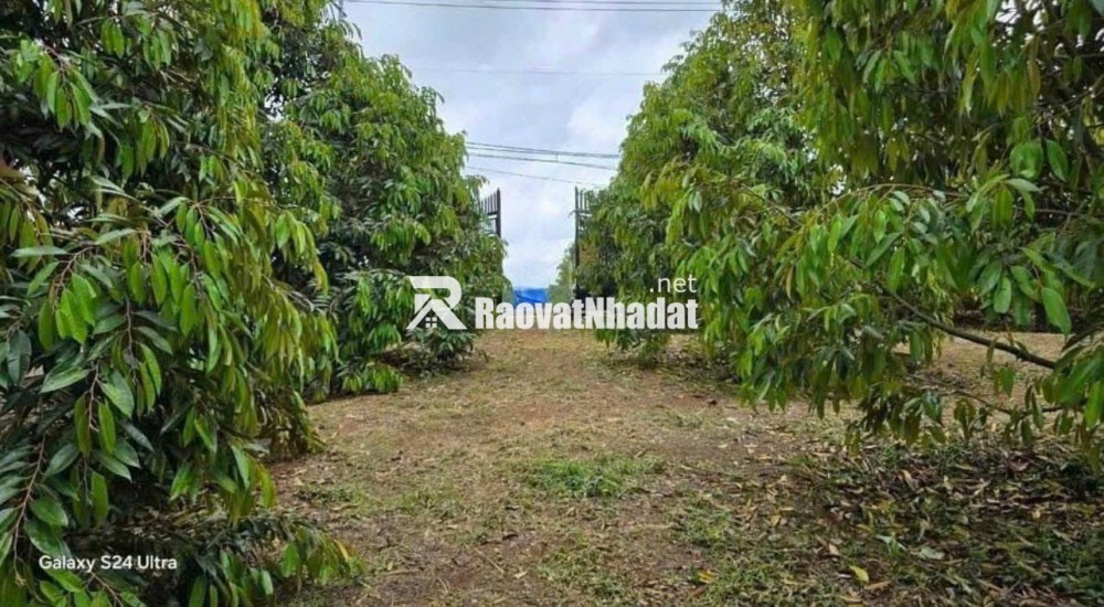 C SANG MỸ ĐỊNH CƯ KHÔNG AI CHĂM VƯỜN NÊN CẦN NHƯỢNG LẠI VƯỜN SẦU RIÊNG HIỆN TẠI CÓ 300 CÂY SẦU RIÊNG ĐÃ CHO TRÁI VÀ NHÀ TRÊN ĐẤT