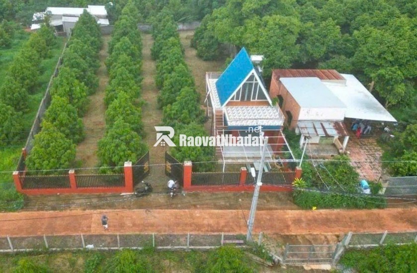 C SANG MỸ ĐỊNH CƯ KHÔNG AI CHĂM VƯỜN NÊN CẦN NHƯỢNG LẠI VƯỜN SẦU RIÊNG HIỆN TẠI CÓ 300 CÂY SẦU RIÊNG ĐÃ CHO TRÁI VÀ NHÀ TRÊN ĐẤT