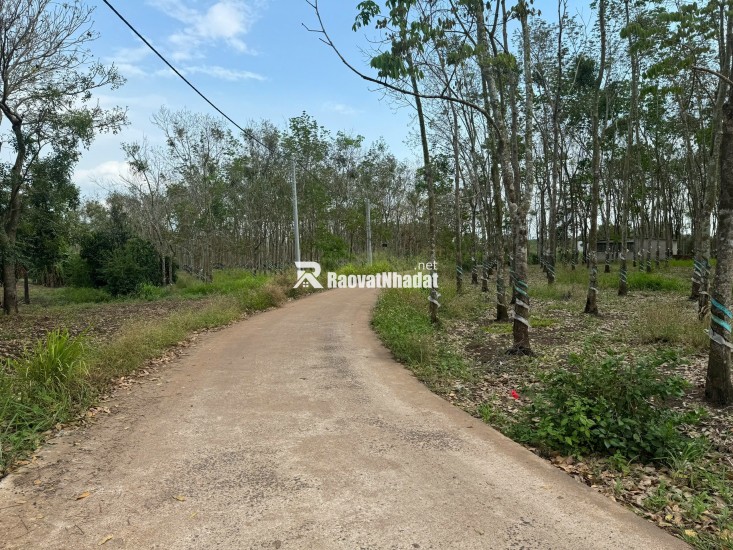 Bán đất xã Cẩm Đường Long Thành Đồng Nai