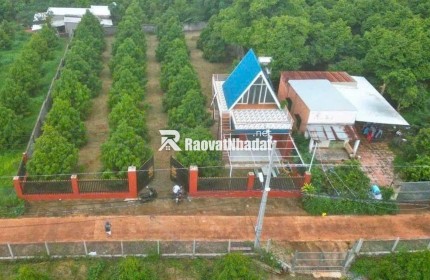 C SANG MỸ ĐỊNH CƯ KHÔNG AI CHĂM VƯỜN NÊN CẦN NHƯỢNG LẠI VƯỜN SẦU RIÊNG HIỆN TẠI CÓ 300 CÂY SẦU RIÊNG ĐÃ CHO TRÁI VÀ NHÀ TRÊN ĐẤT
