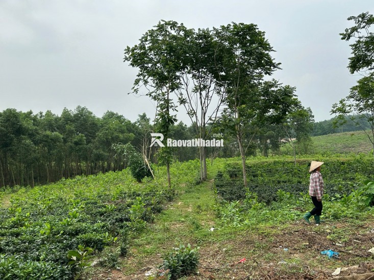 CHÍNH CHỦ  thuộc Phúc Xuân xóm Đồng Lạnh. Diện tích 9154m2 Trong đó có 1400 m2 đất thổ cư