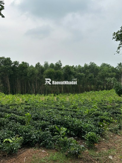 CHÍNH CHỦ - ĐẤT ĐẦU TƯ TỈNH THÁI NGUYÊN  Đã chia thành 15 bìa cho ae lấy tái định cư