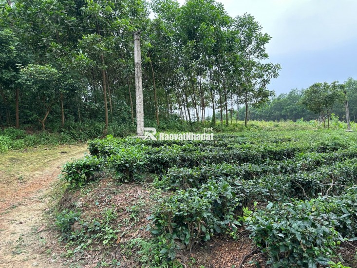 CHÍNH CHỦ  thuộc Phúc Xuân xóm Đồng Lạnh. Diện tích 9154m2 Trong đó có 1400 m2 đất thổ cư