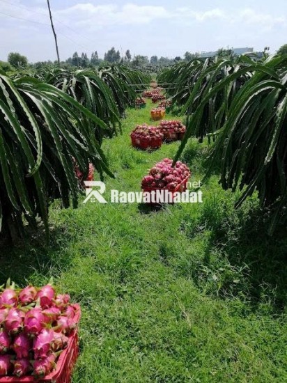 BÁN GẤP 1 MẪU ĐẤT TRỒNG CÂY LÂU NĂM ĐANG RA TRÁI – HÀM LIÊM, BÌNH THUẬN GIÁ CHỈ 2 TỶ 6
