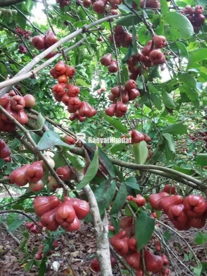 ĐI ĐÂU XA NGAY ĐÂY CÓ MỘT VƯỜN ĐA DẠNG CÁC LOẠI TRÁI CÂY