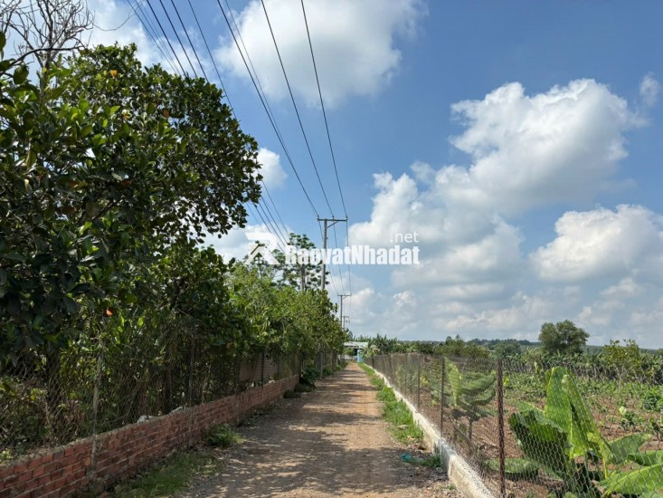 Đất gần Hồ Trị An không khí mát mẻ, kèm thêm vườn xoài nhiều trái