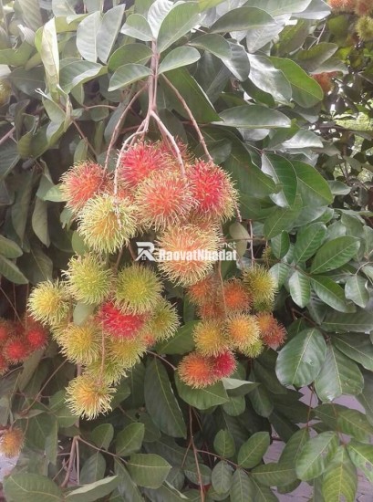 ĐI ĐÂU XA NGAY ĐÂY CÓ MỘT VƯỜN ĐA DẠNG CÁC LOẠI TRÁI CÂY