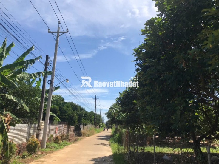ĐI ĐÂU XA NGAY ĐÂY CÓ MỘT VƯỜN ĐA DẠNG CÁC LOẠI TRÁI CÂY
