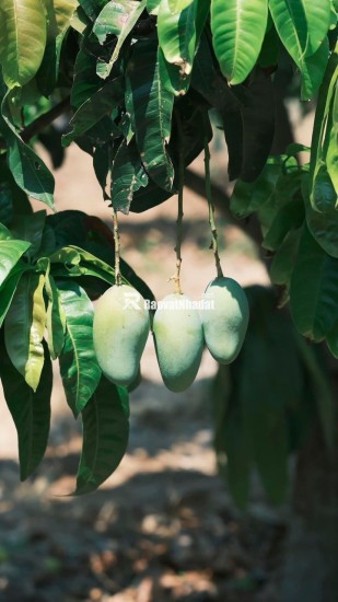 Đất gần Hồ Trị An không khí mát mẻ, kèm thêm vườn xoài nhiều trái
