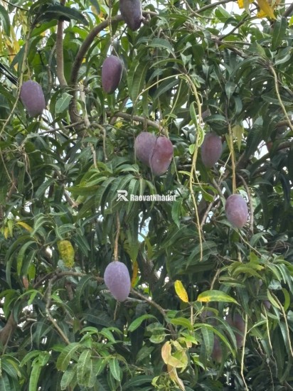 Đất gần Hồ Trị An không khí mát mẻ, kèm thêm vườn xoài nhiều trái