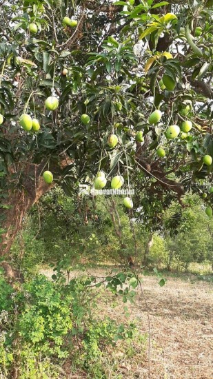 Đất gần Hồ Trị An không khí mát mẻ, kèm thêm vườn xoài nhiều trái