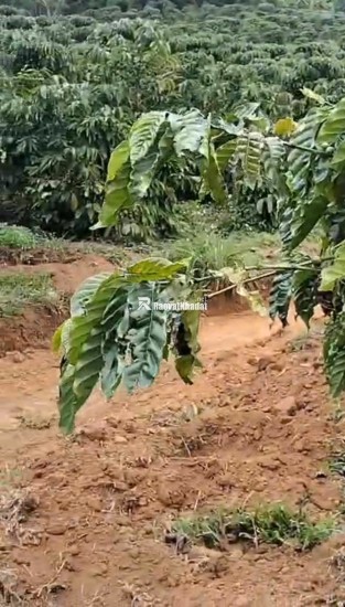 CHÍNH CHỦ CẦN BÁN GẤP LÔ ĐẤT CÓ VỊ TRÍ ĐẸP TÂN THANH  - HUYỆN LÂM HÀ   - TỈNH LÂM ĐỒNG