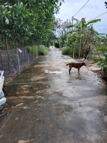 Bán đất chính chủ tại Chơn Thành, BP, sổ sẵn công chứng sang tên ngay