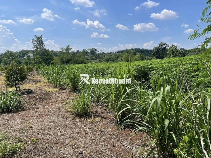 CHÍNH CHỦ CẦN BÁN ĐẤT GẦN 1,7HA CÓ 400M² THỔ CƯ – NHÀ CẤP 4 SẴN – MẶT TIỀN KHỦNG 91M- LỘC NINH - BÌNH PHƯỚC