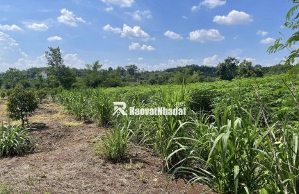 CHÍNH CHỦ CẦN BÁN ĐẤT GẦN 1,7HA CÓ 400M² THỔ CƯ – NHÀ CẤP 4 SẴN – MẶT TIỀN KHỦNG 91M- LỘC NINH - BÌNH PHƯỚC