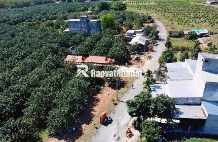 Đất vườn bưởi tại Trừ Văn Thố, huyện Bàu Bàng, tỉnh Bình Dương. Lô đất có diện tích 250m², nằm trong khu dân cư hiện hữu, không gian yên tĩnh, phù hợp xây nhà vườn, an cư lâu dài hoặc đầu tư sinh thái.