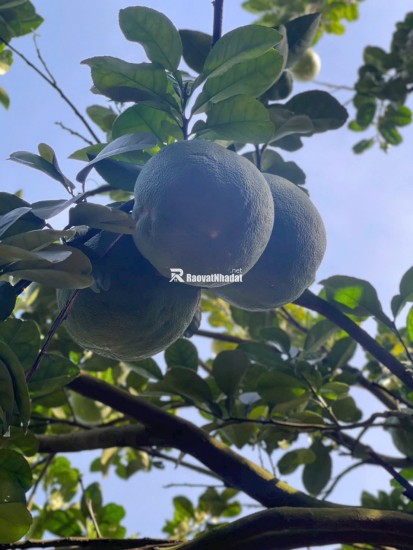 Bán 250m2 đất vườn bưởi có thổ cư giá 950tr ngay Bình Dương