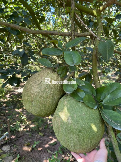 Bán đất mặt tiền đường nhựa có sẵn vườn bưởi tại Trừ Văn Thố Bàu Bàng Bình Dương