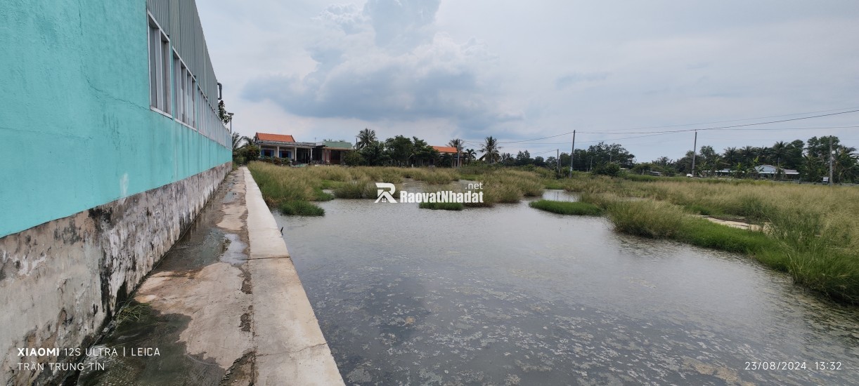 Bán gấp lô lúa xã Nhựt Ninh giá 550 triệu