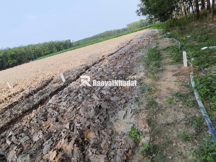 Đất nền chợ An Cơ 310 Triệu 200m2 Full thổ cư