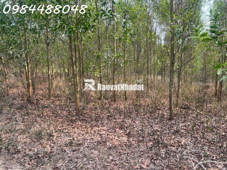 Bán đất vườn 8600m2 tại Xuân thành, Đồng Nai. Giá chỉ 3.2 tỷ. Lh: 0984488048