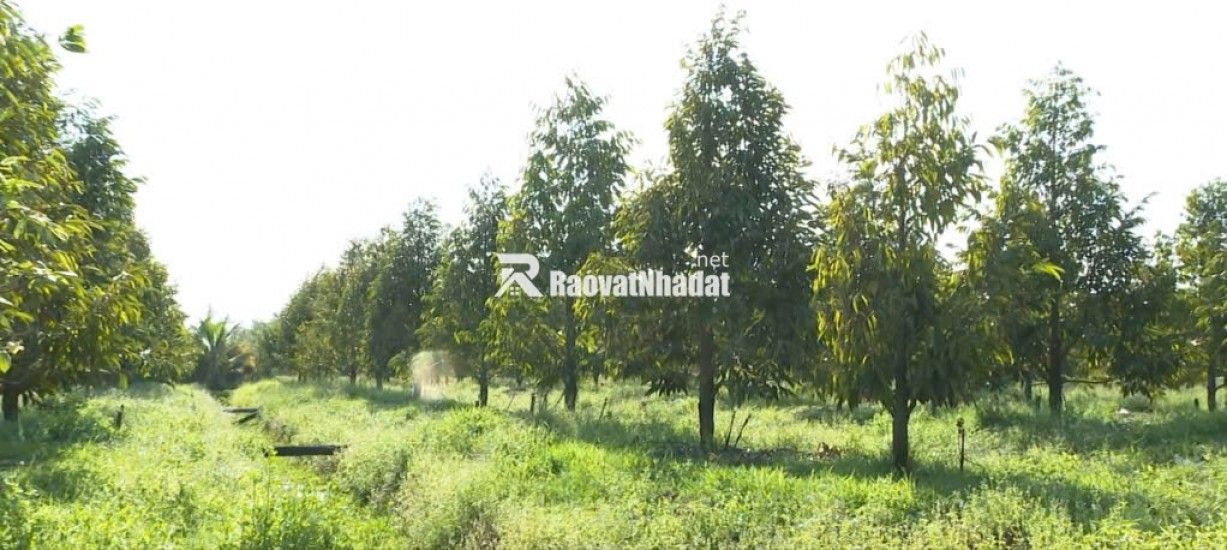 BÁN ĐẤT LÀM NHÀ VƯỜN
