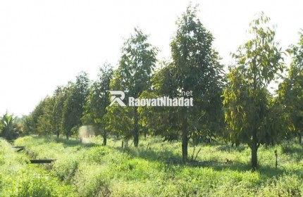 BÁN ĐẤT LÀM NHÀ VƯỜN