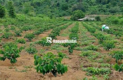 Bán nhanh lô đất đẹp tại TP.Kon Tum, Đăk Hà, ngay mặt tiền Nguyễn Bỉnh Khiêm.