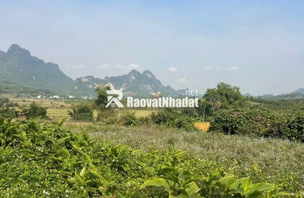 Đất Cao Phong Giá SỐC Chỉ Dưới 1 Triệu/m² Sở Hữu 6000m² View Cánh Đồng cách QL6 chưa đến 1km