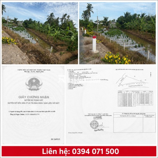 BÁN 3 THỬA ĐẤT – LỘ NHỰA 6M – THÀNH TRUNG, BÌNH TÂN, VĨNH LONG