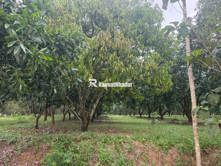 Bán Đất Nền Gia Kiệm, Thống Nhất – Mặt Tiền Quy Hoạch Giao Thông Lớn – Giá Chỉ 2 Tỷ 4