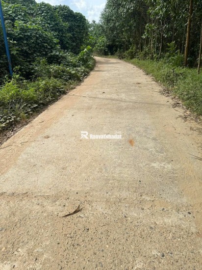 cc 034 3097143 Bán 7.5hecta đất rừng sản xuất view Sông bám suối đại lộc Có keo 2 năm,  Đà Nẵng